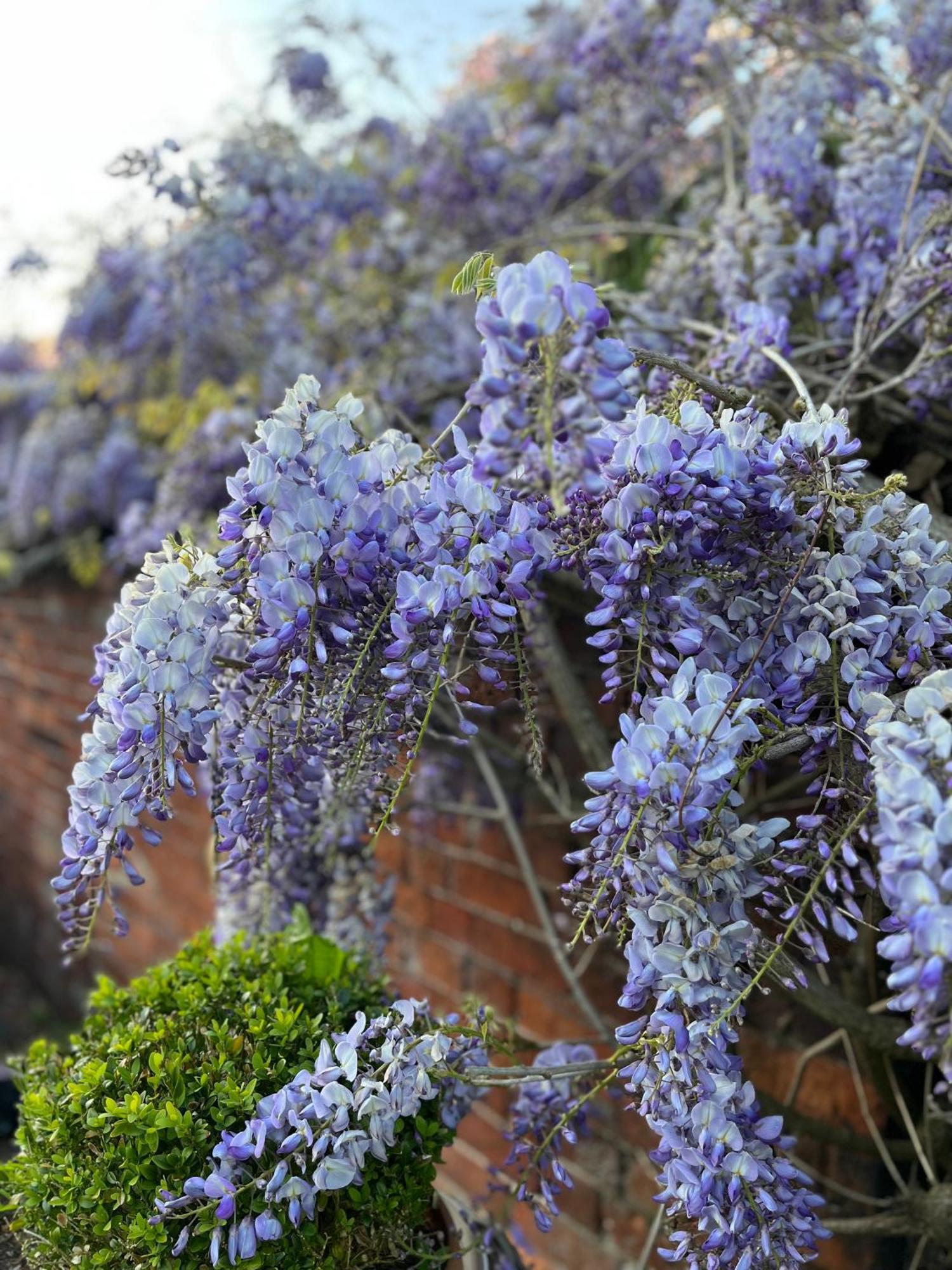 Loppington Spenford House 1640 Listed House Idilic Location Pub Walking Distance B&B 외부 사진